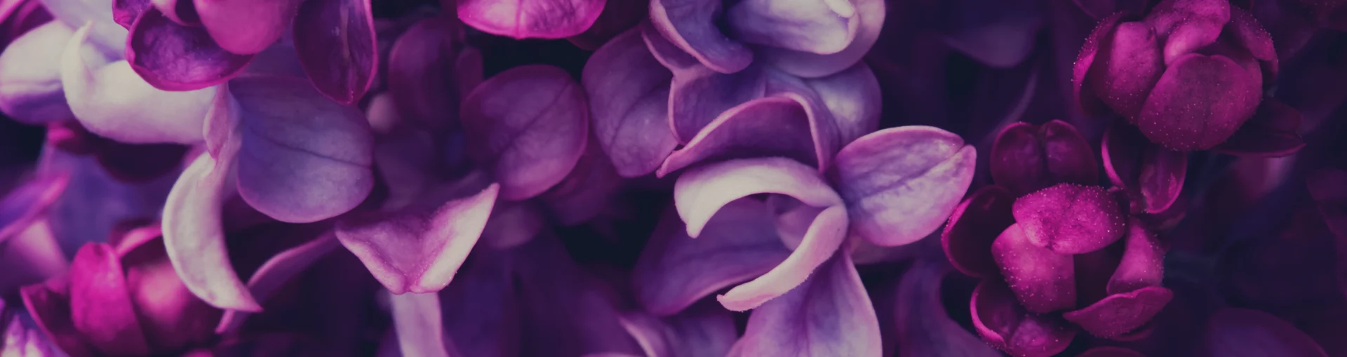 Abstract close-up of purple flowers used as a soft decorative website banner