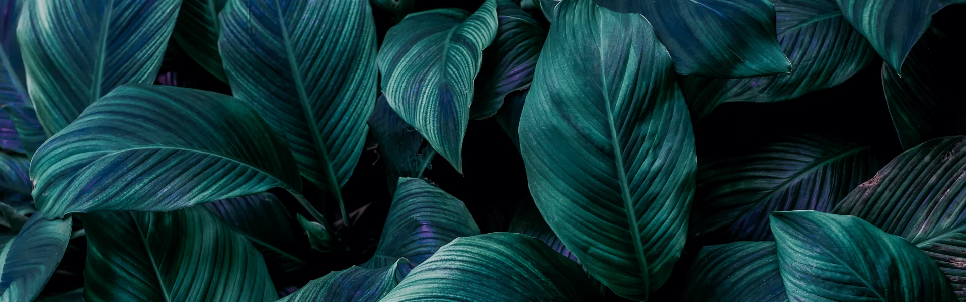 Abstract tropical leaves background illustrating long-standing reliability and growth in testing services