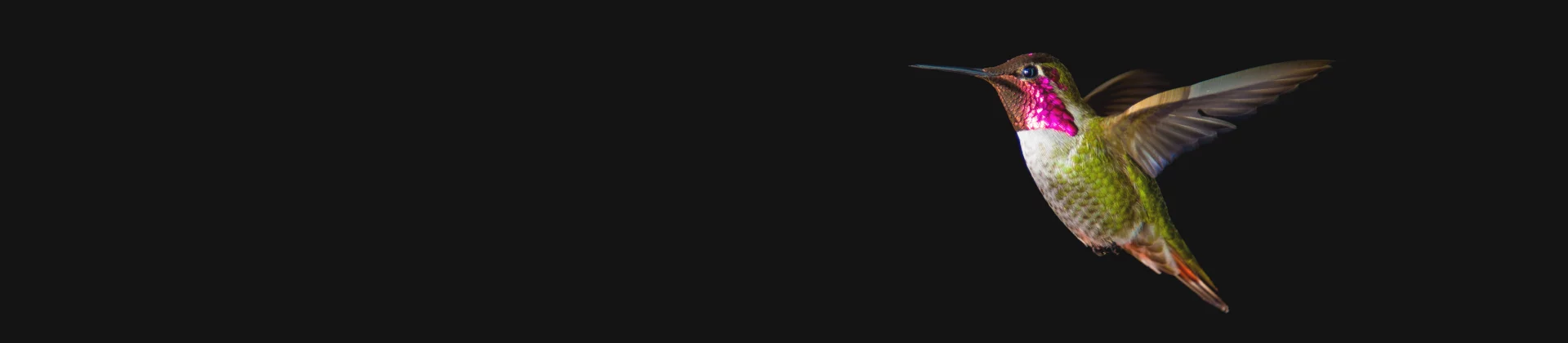 Colorful hummingbird in flight isolated on a black background