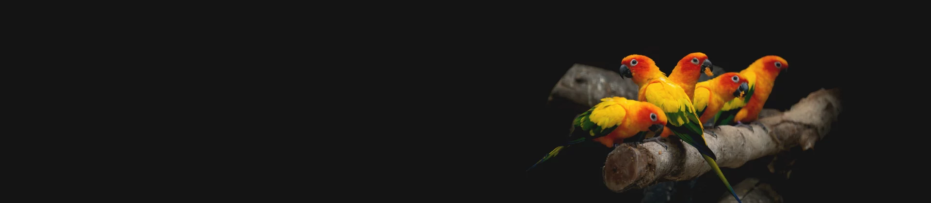 Group of colorful parrots perched closely on a branch against a dark background