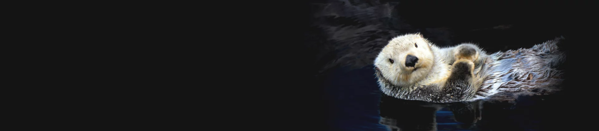 Sea otter floating on dark water against a black background