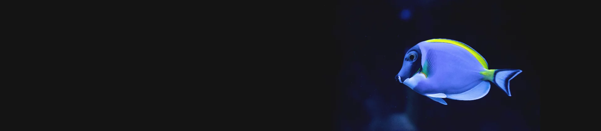 Blue tropical fish swimming in dark water, decorative healthcare technology-themed visual