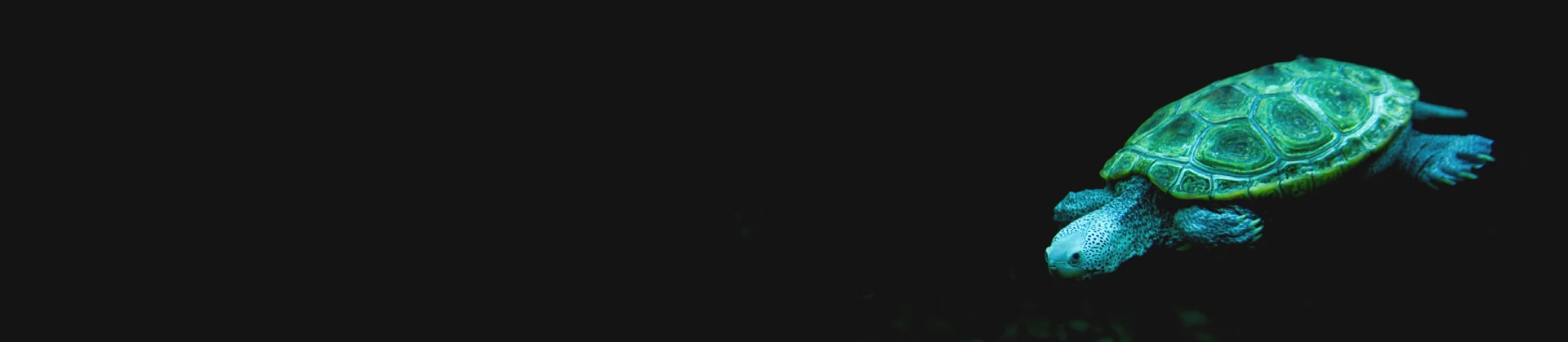 Sea turtle swimming through dark water, symbolizing steady navigation through complex testing challenges