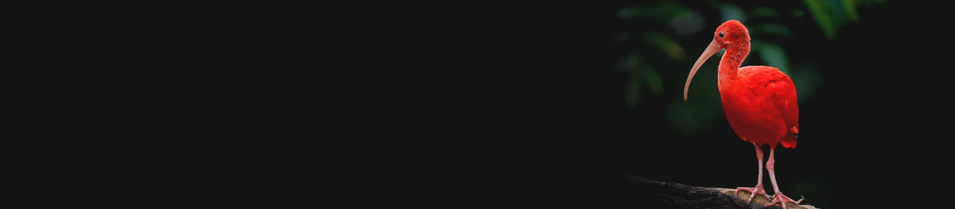 Bright red ibis on dark background, symbolizing precision in system integration testing
