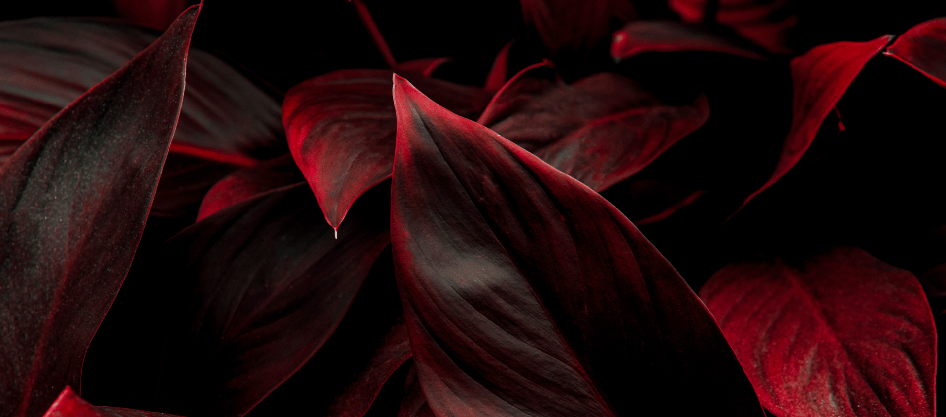 Close-up of deep red tropical leaves on a dark abstract background