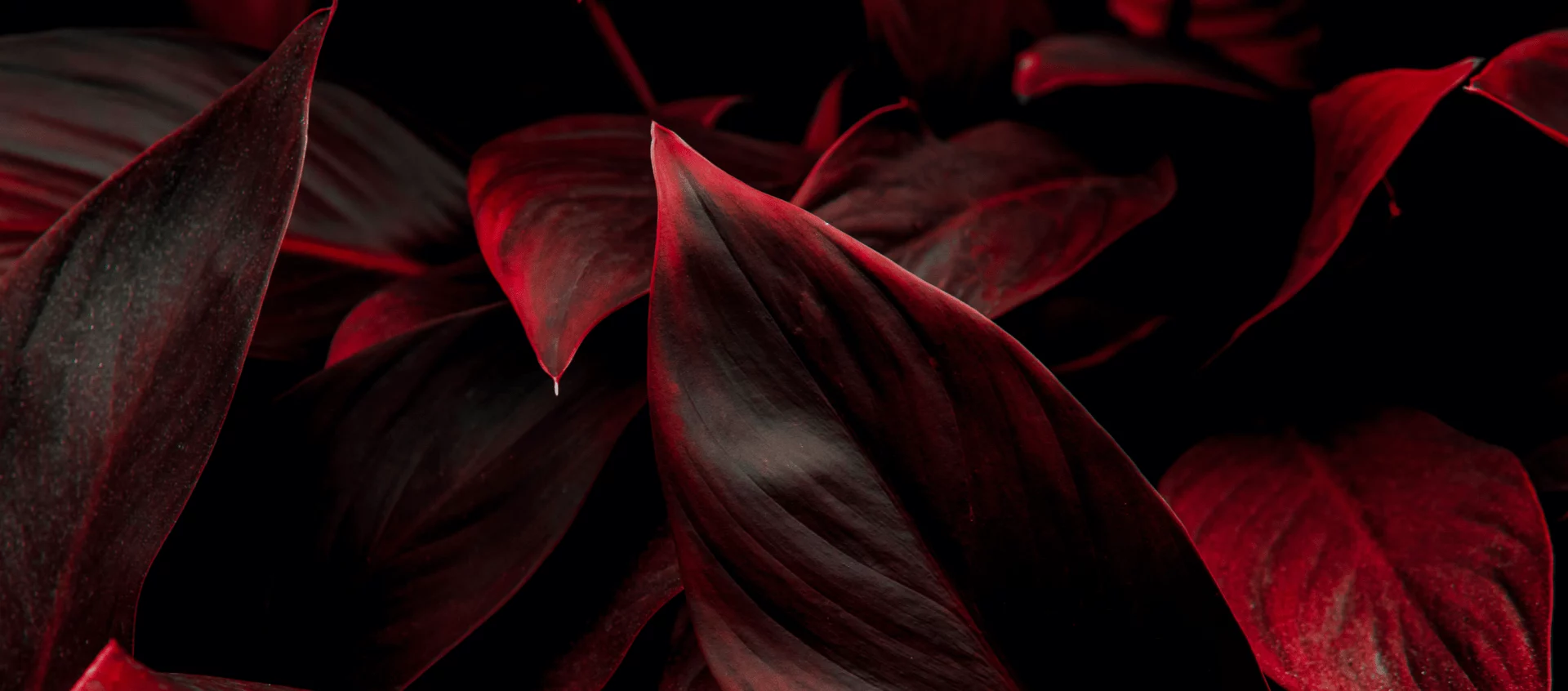 Close-up of deep red tropical leaves on a dark abstract background