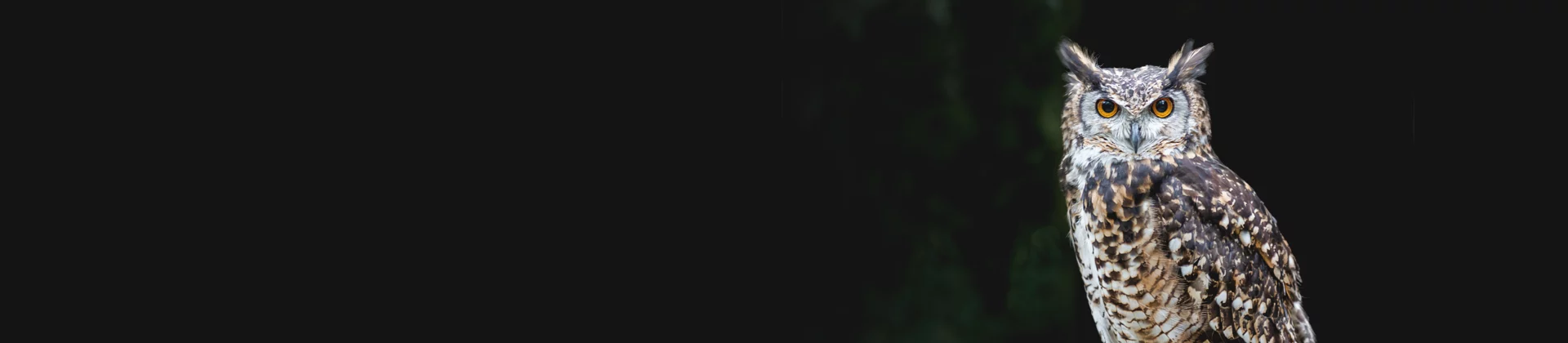 Owl with bright eyes against dark background, symbolizing insight and quality assurance
