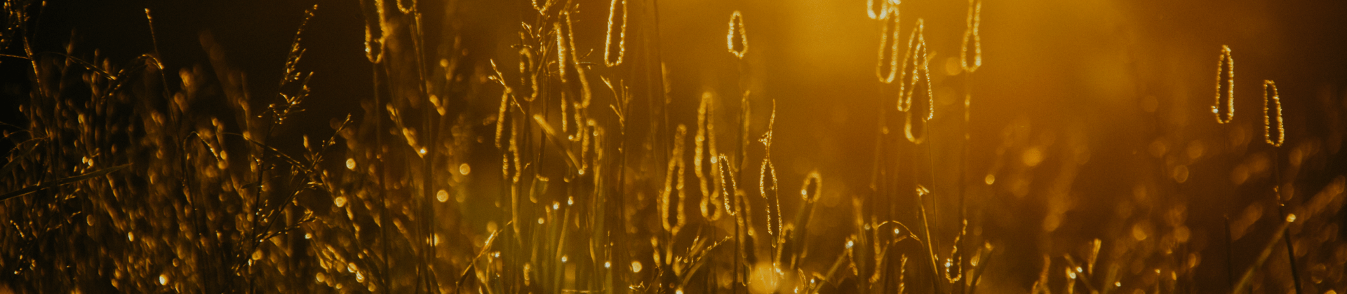 Sunlit golden grass closeup creating a warm abstract background for desktop testing services