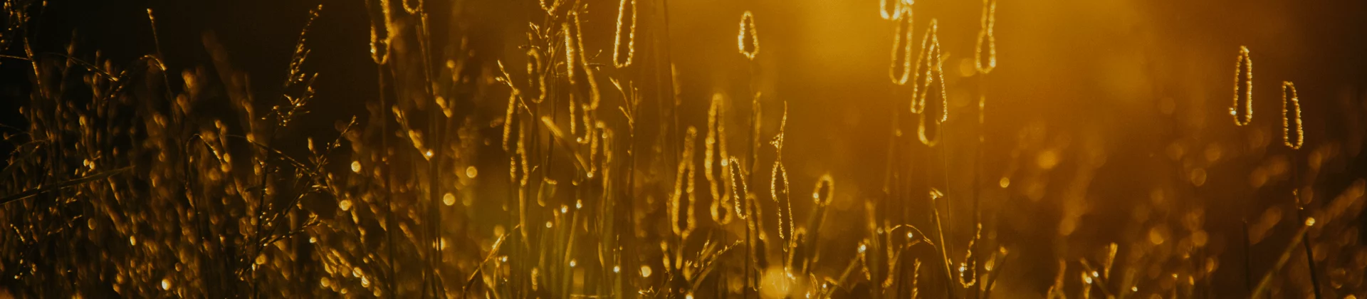 Sunlit golden grass closeup creating a warm abstract background for desktop testing services