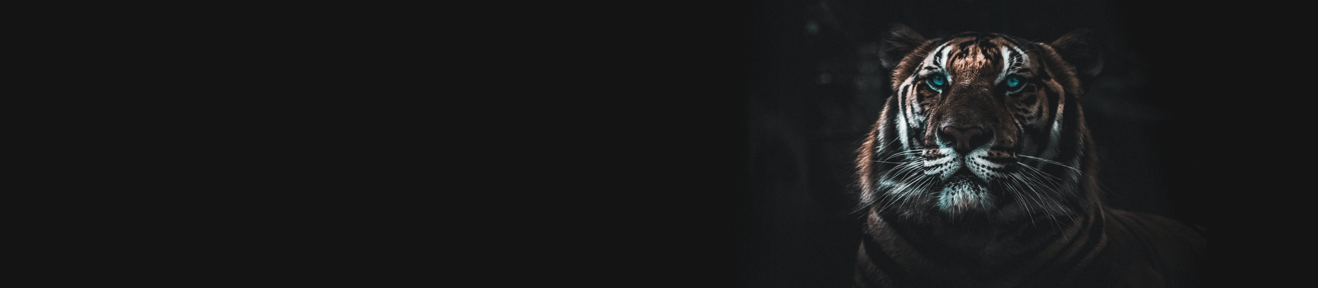 Tiger with piercing blue eyes against a dark background, symbolizing strength and focus