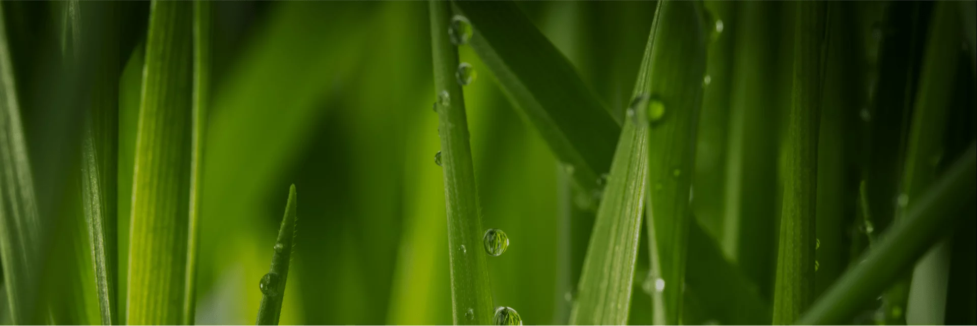 Close-up of green grass blades with water droplets, symbolizing freshness and precision