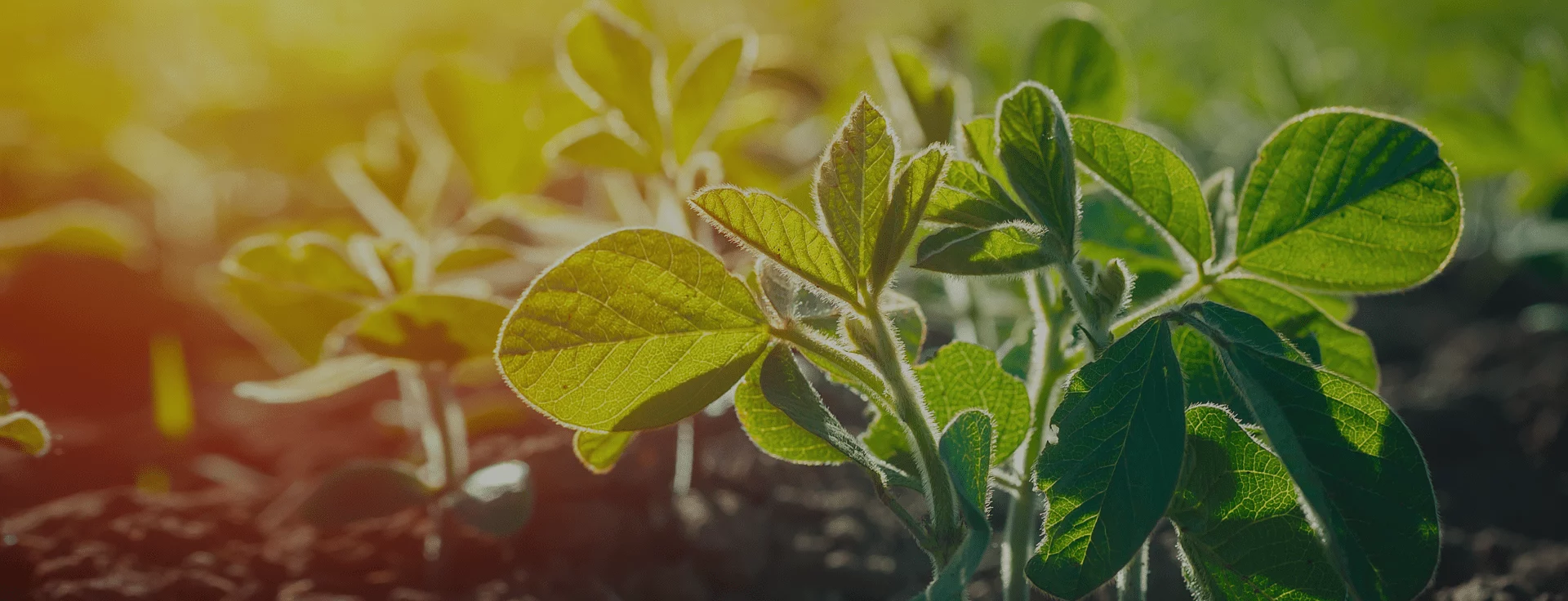 Sunlit young soybean plants symbolizing a healthy, well-maintained testing environment