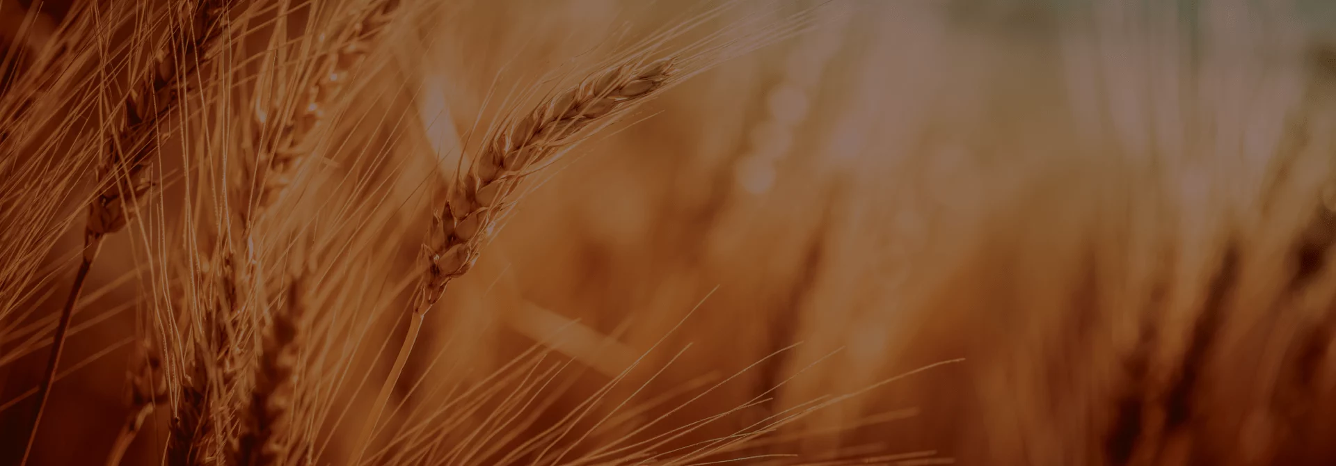 Close-up of wheat ears symbolizing growth and maturity in usability testing strategy