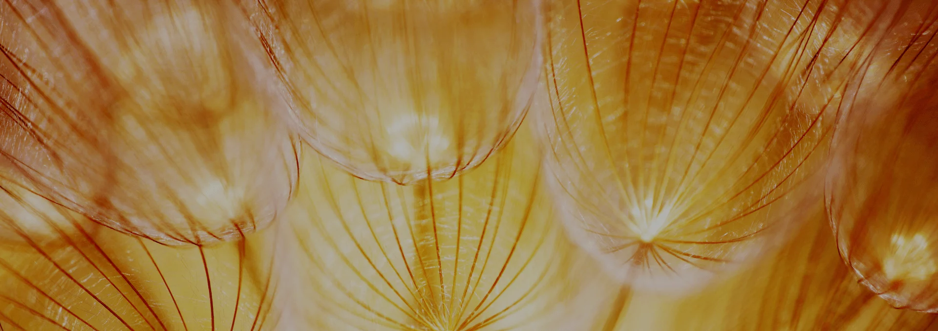 Abstract close-up of delicate dandelion seeds in warm golden tones