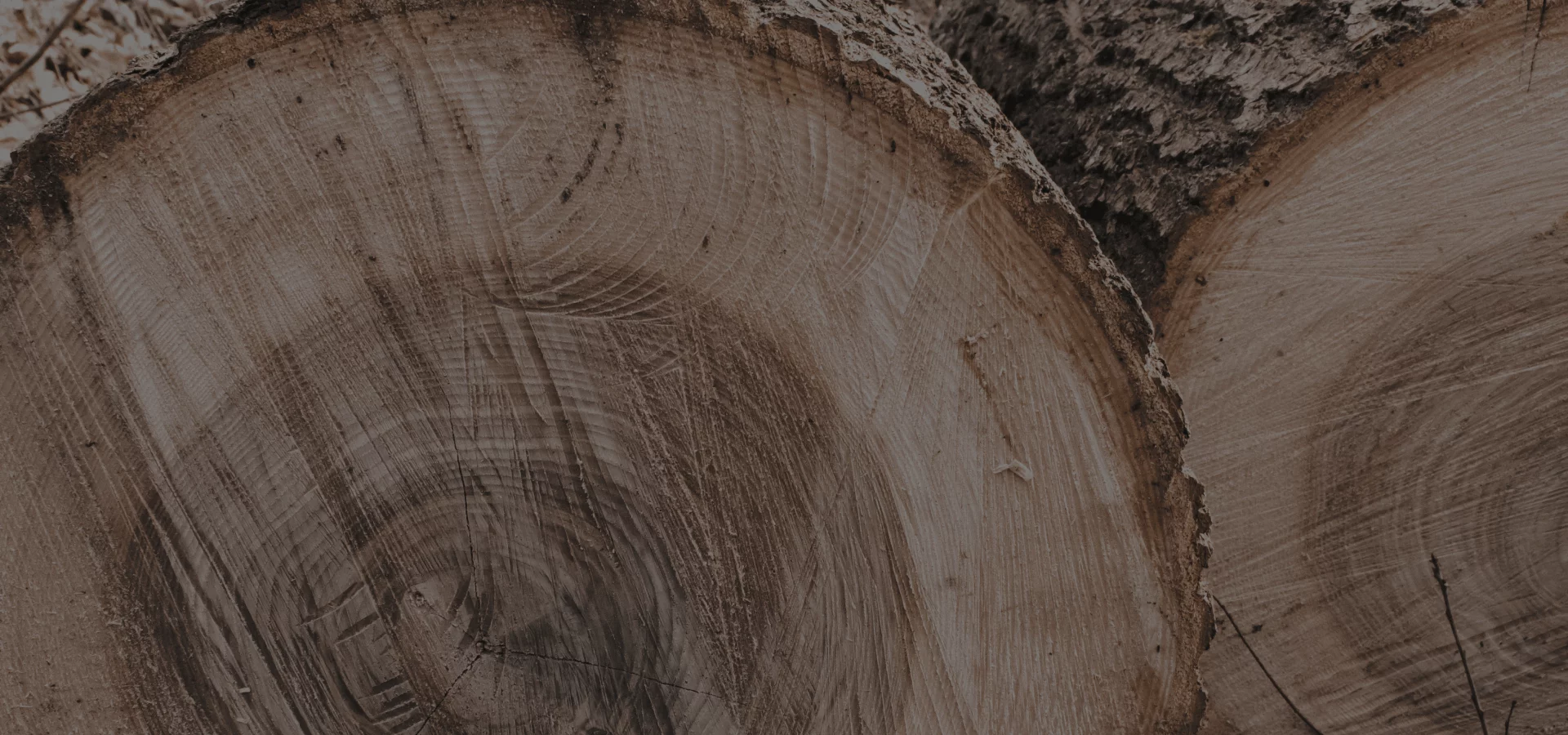 Close-up of cut tree trunks with visible rings and textured wood grain