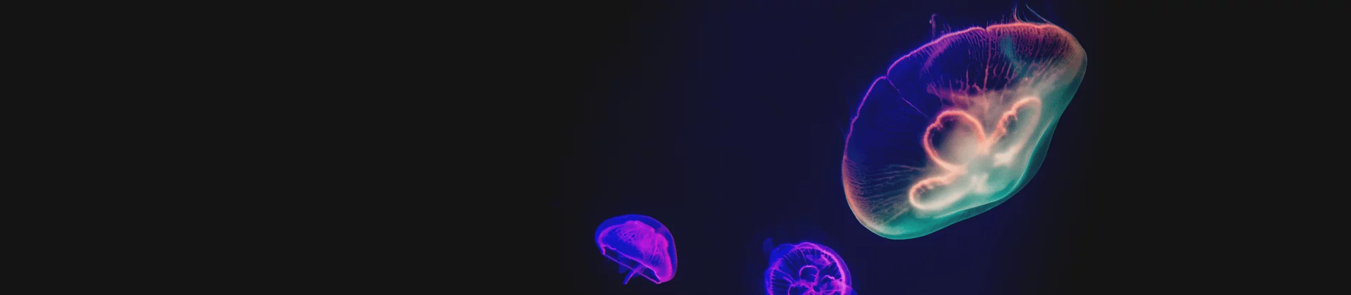 Glowing jellyfish on a dark background, illustrating fluid digital CRM testing environments