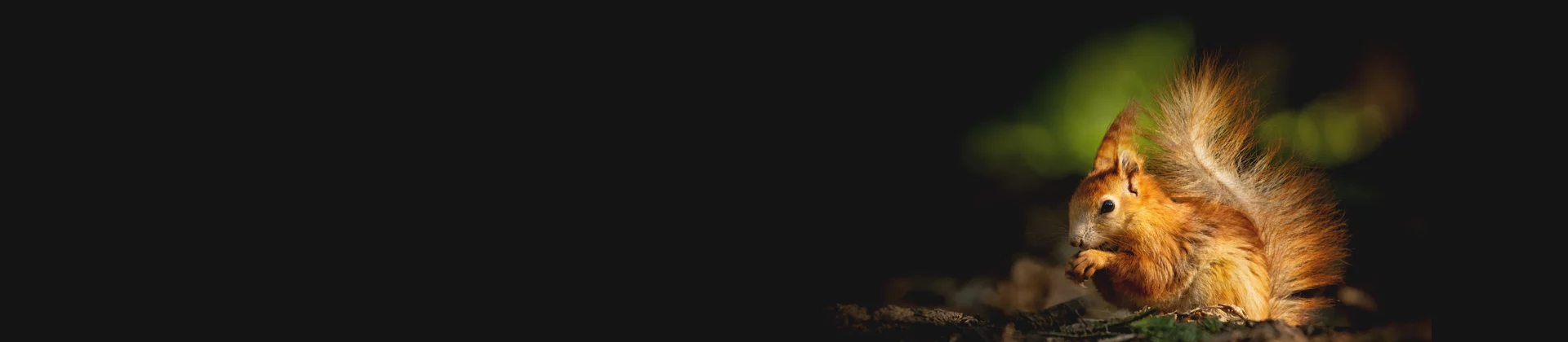 Squirrel illuminated against a dark background, symbolizing attentive analysis and documentation detail