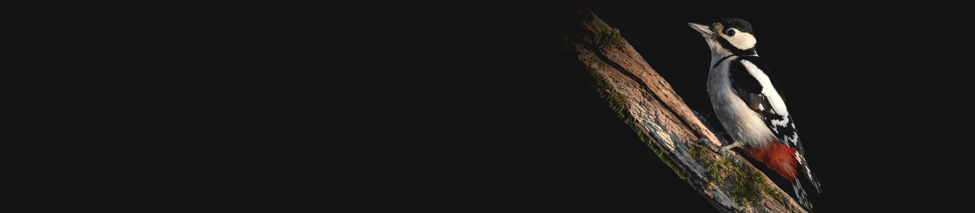 Woodpecker perched on a tree trunk against a dark background