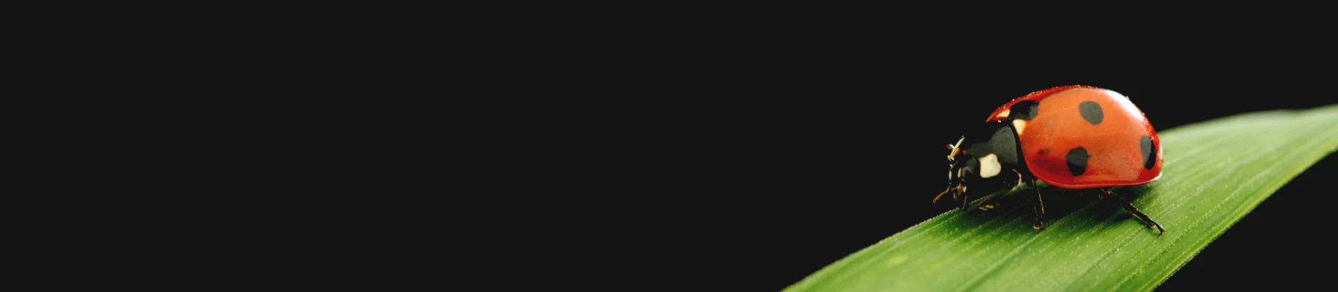 Ladybug on a green leaf against black background, symbolizing a natural testing environment
