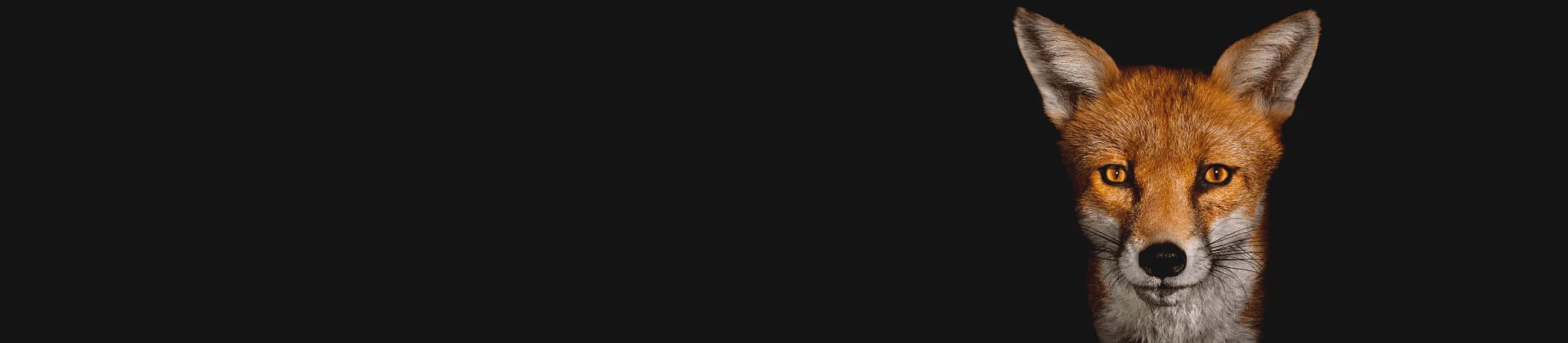 Alert fox face on dark background, symbolizing sharp usability insights