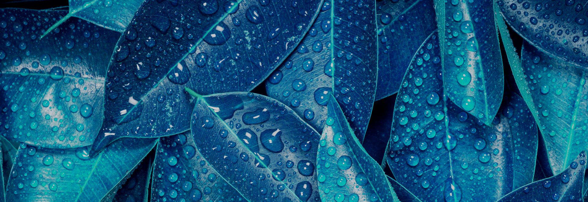 Blue tropical leaves with water droplets, abstract background representing quality and freshness
