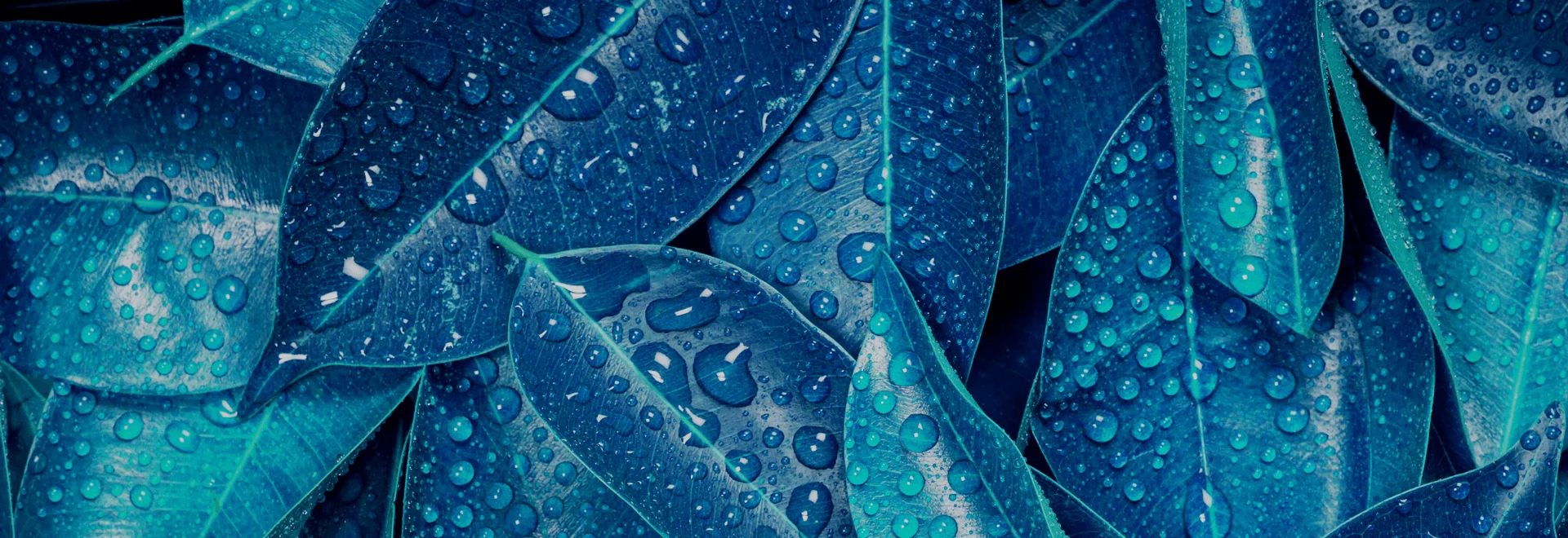 Blue tropical leaves with water droplets, abstract background representing quality and freshness