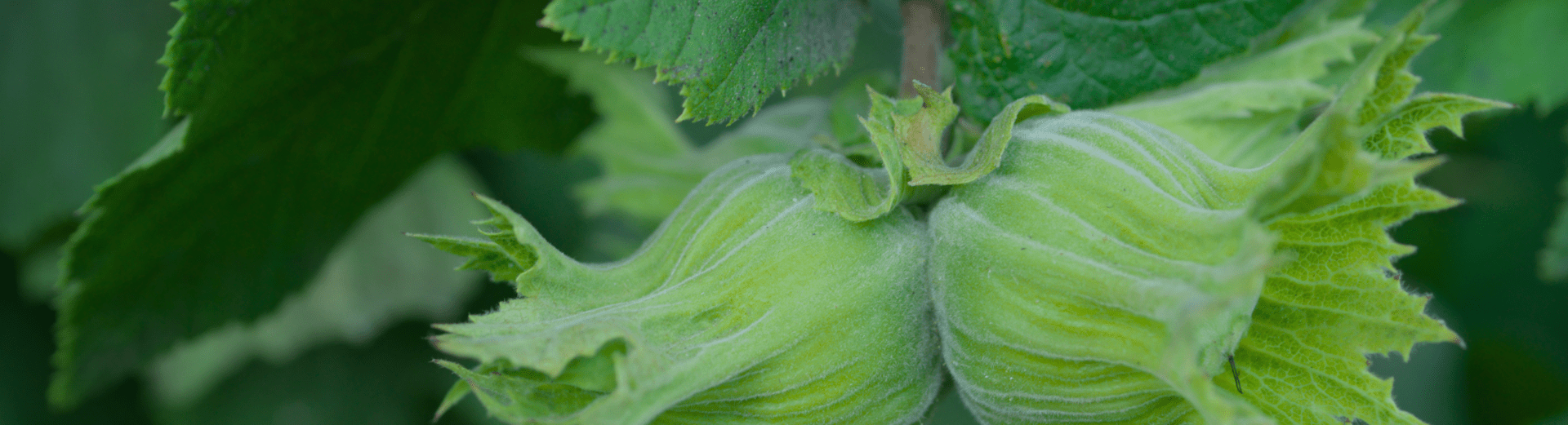 Close-up of green hazelnuts on a branch symbolizing growth and detailed analysis