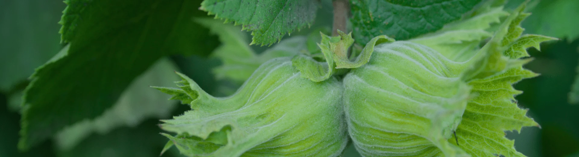 Close-up of green hazelnuts on a branch symbolizing growth and detailed analysis