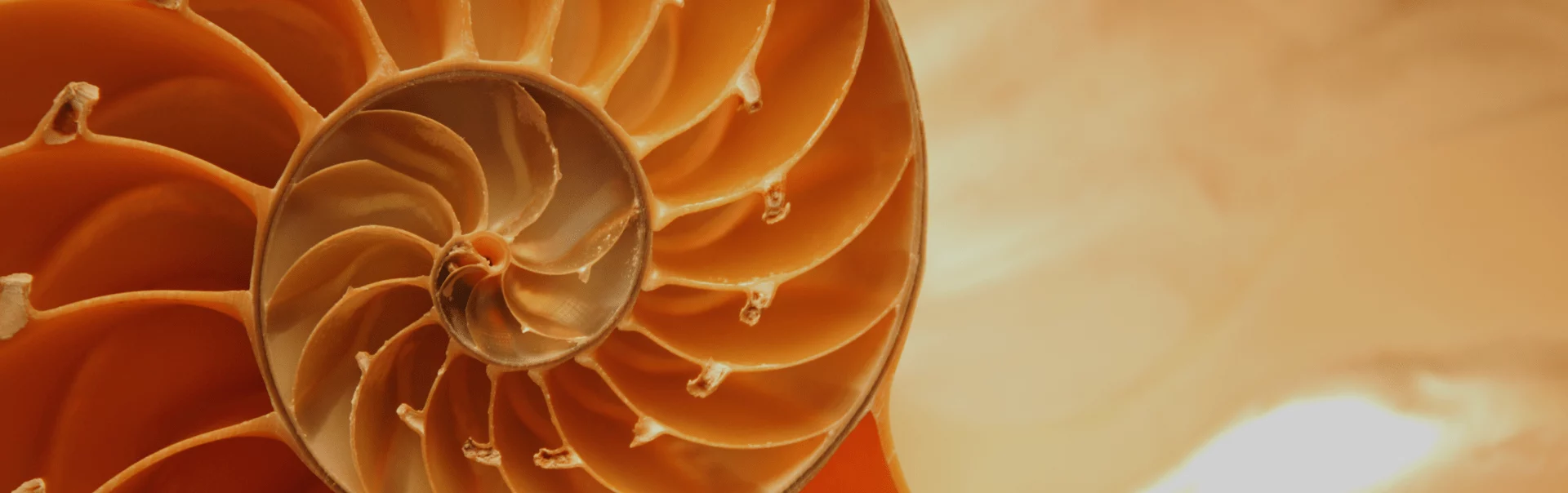 Close-up of nautilus shell spiral illustrating layered approach to IoT penetration testing
