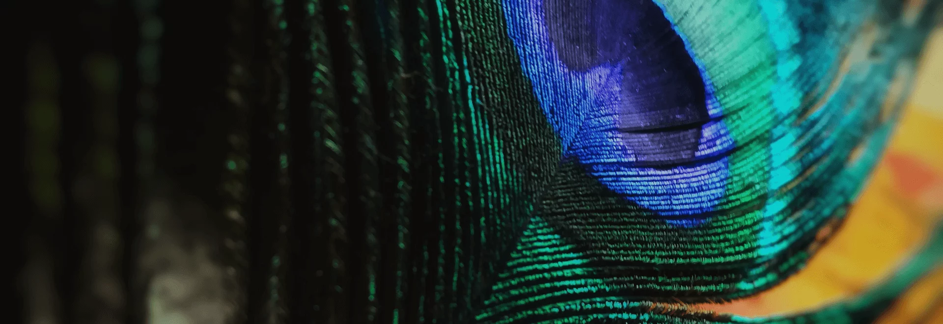 Close-up of a peacock feather with vivid blue and green iridescent patterns