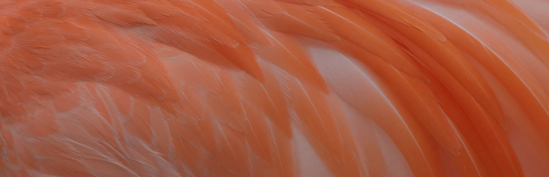 Close-up of soft orange feathers forming an abstract textured background