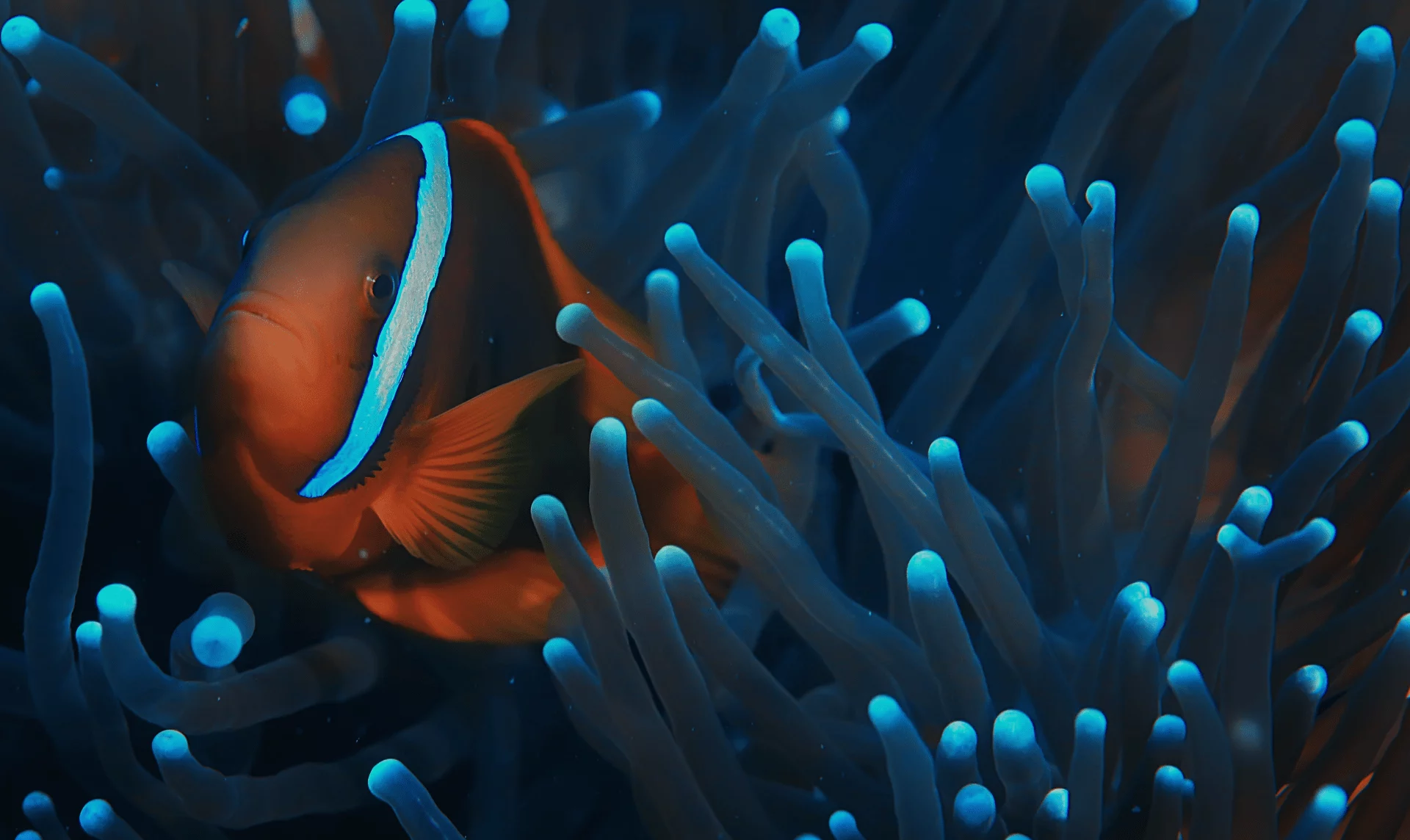Close-up of a clownfish nestled among glowing blue sea anemone tentacles