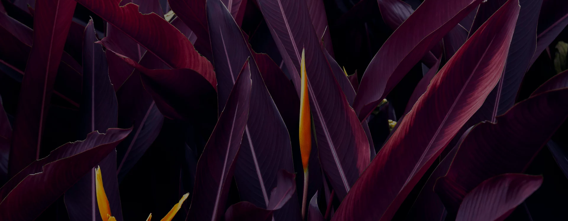 Abstract close-up of dark purple tropical leaves with bright orange accents, conveying flexibility