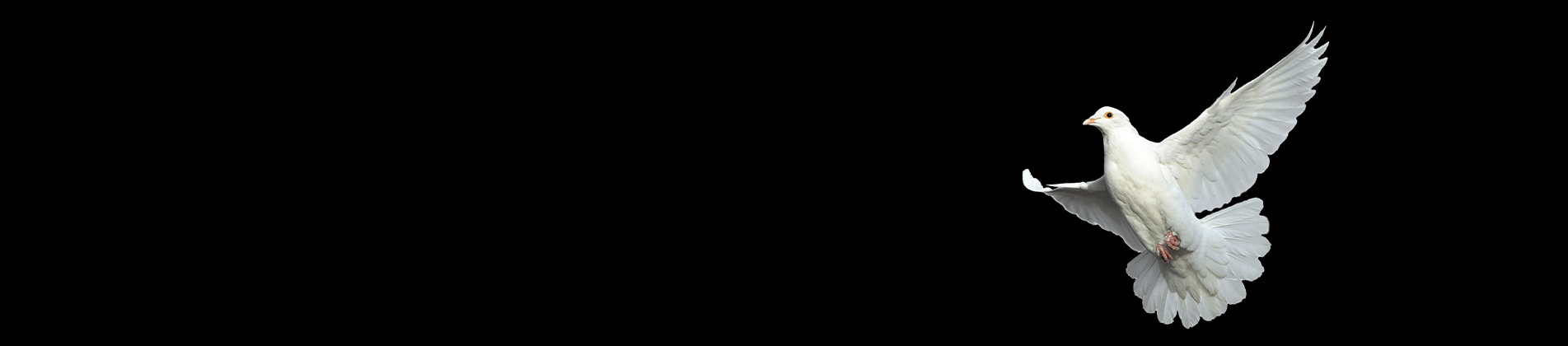 White dove in flight on black background symbolizing peace and social responsibility