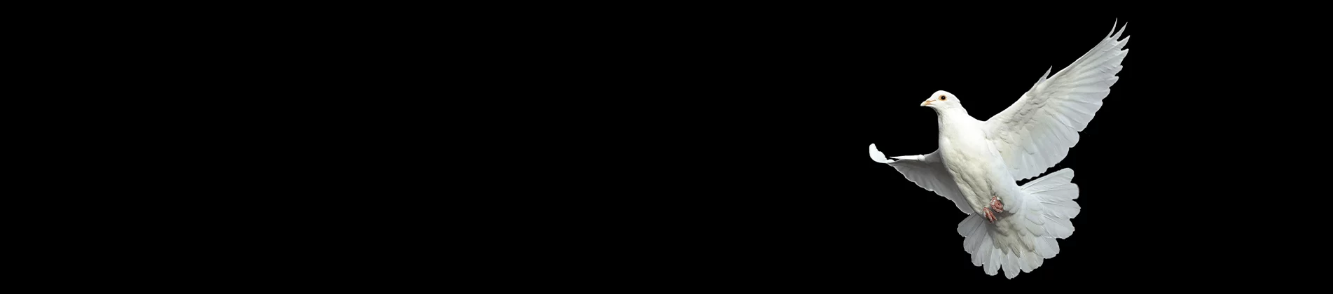 White dove in flight on black background symbolizing peace and social responsibility