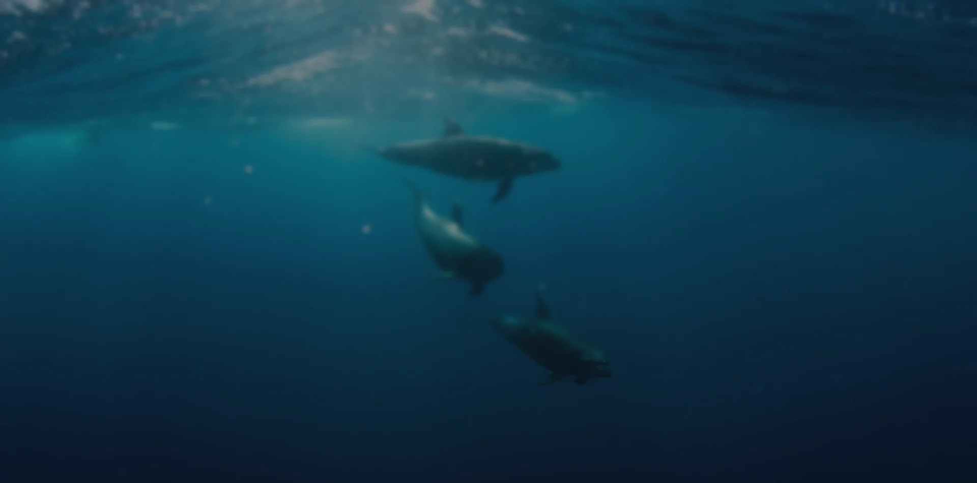 Pod of dolphins swimming underwater, symbolizing agile teamwork and smooth business performance