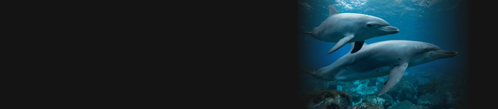 Two dolphins swimming underwater, symbolizing smooth coordination and seamless ecommerce performance