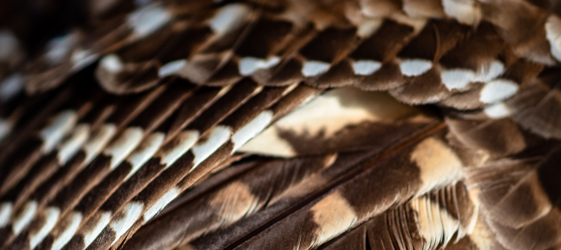 Close-up of layered patterned feathers illustrating complex, poorly organized software QA processes