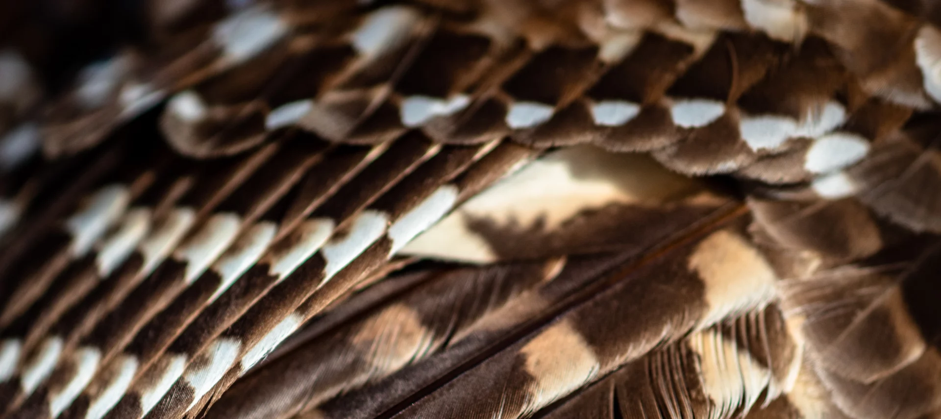 Close-up of layered patterned feathers illustrating complex, poorly organized software QA processes