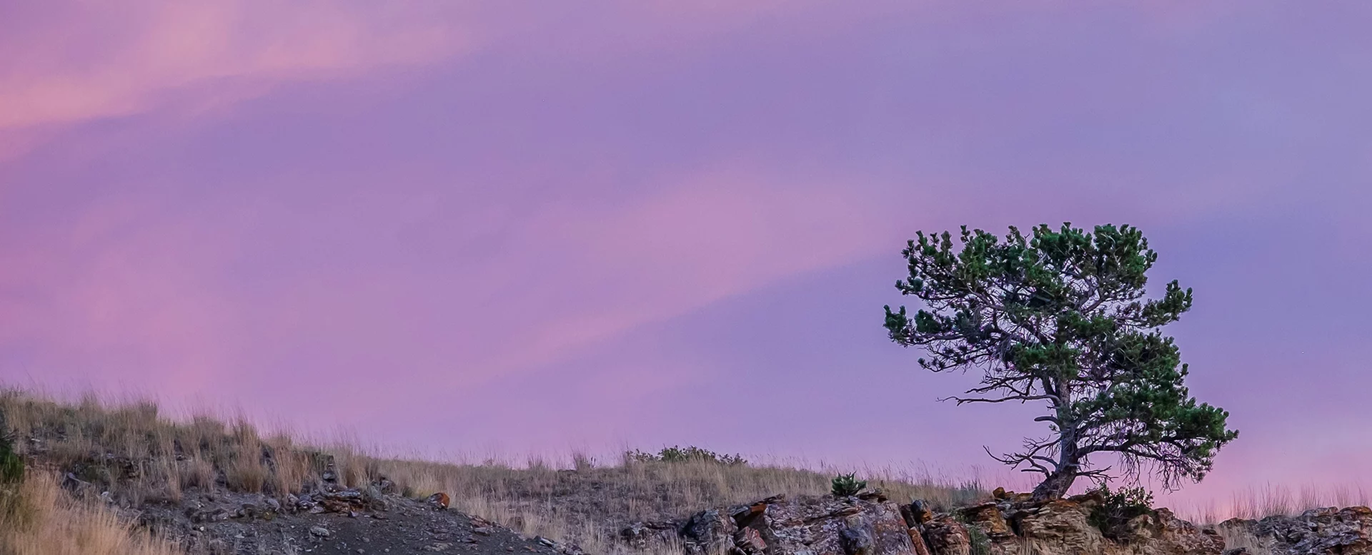 Lone tree on rocky hillside against purple sky, symbolizing resilience in business banking
