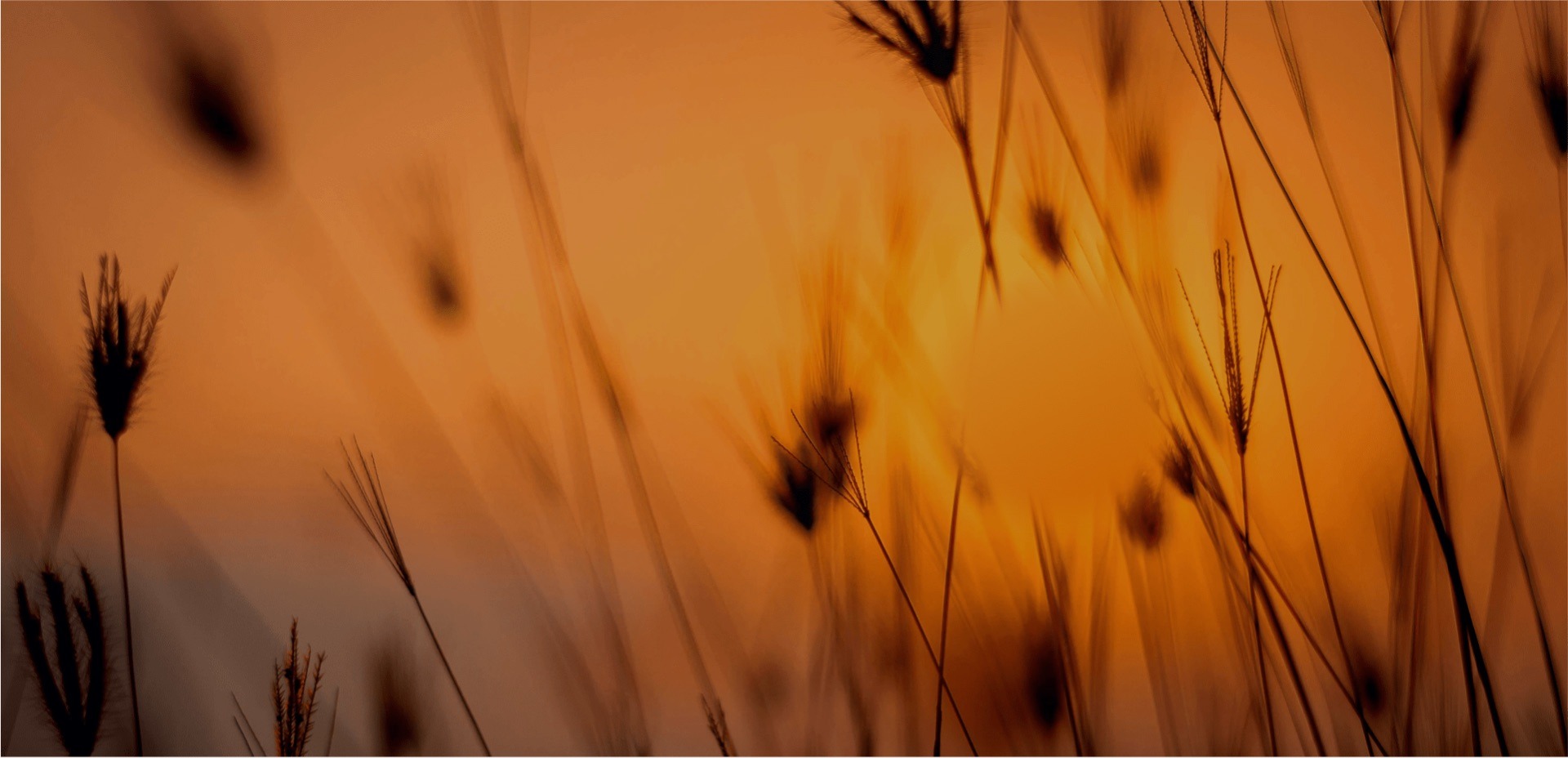 Silhouetted wheat against sunset, representing calm, independent pre-release testing oversight