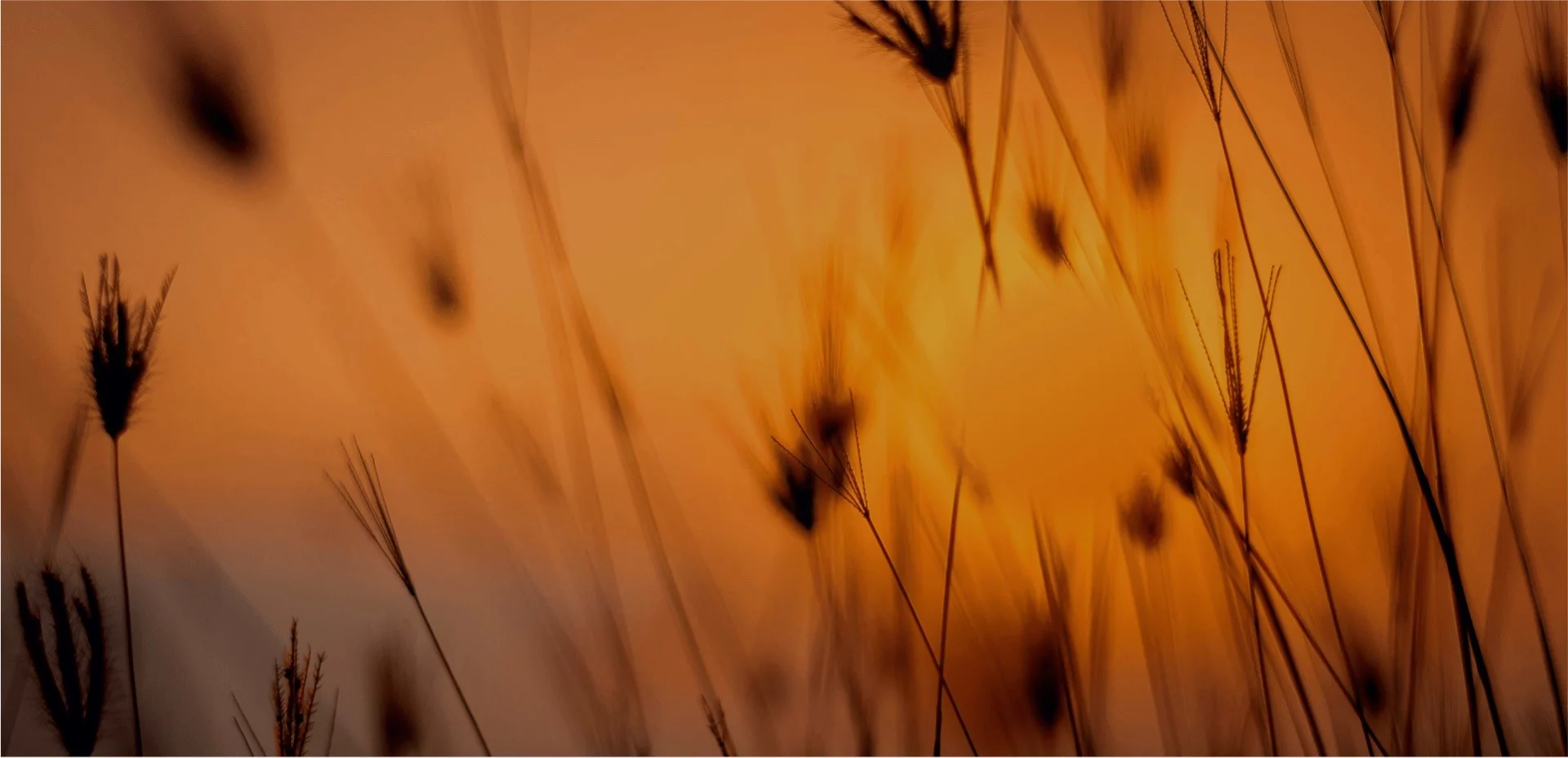 Silhouetted wheat against sunset, representing calm, independent pre-release testing oversight