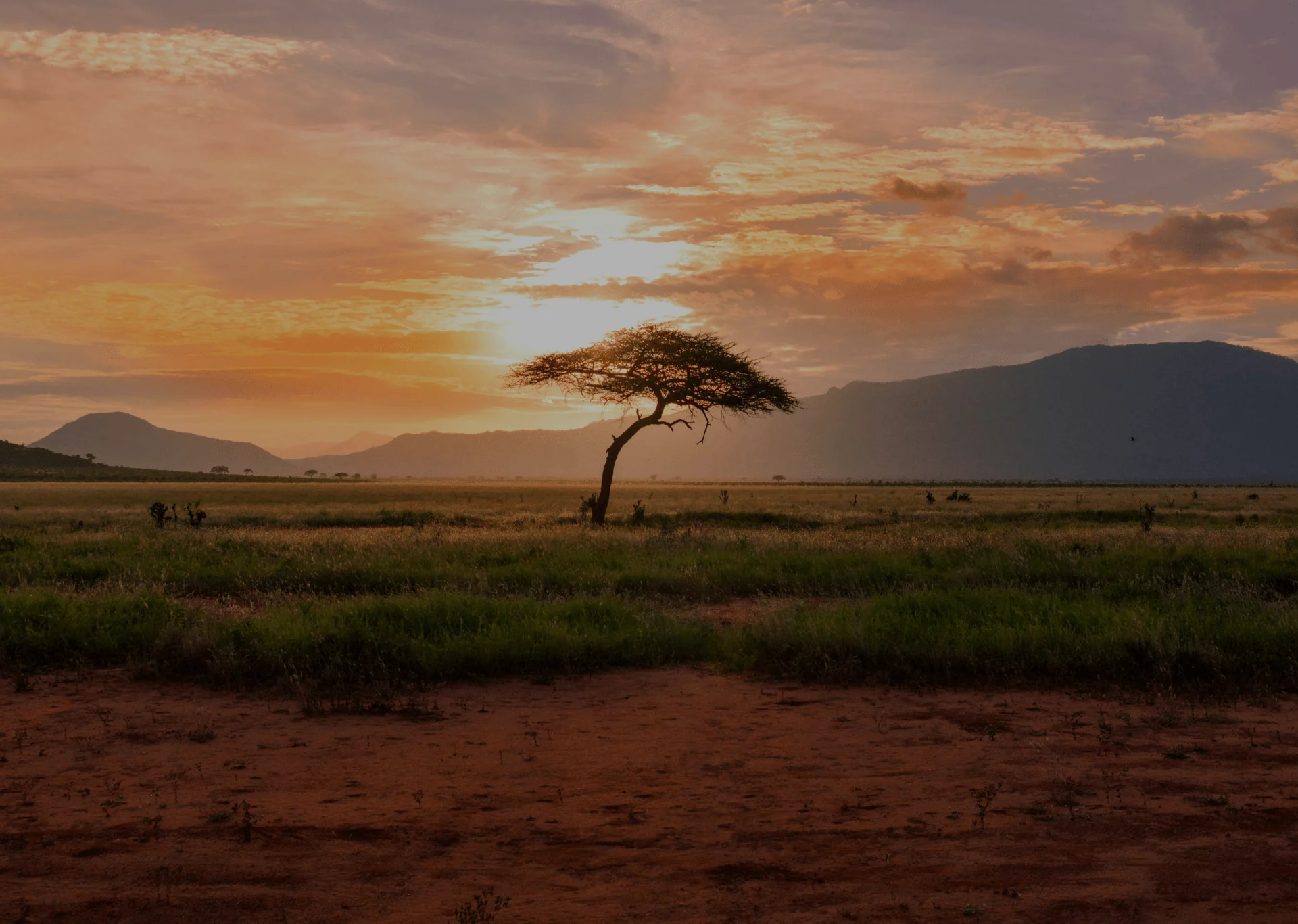 Lone tree on open plain at sunrise with mountains in the background
