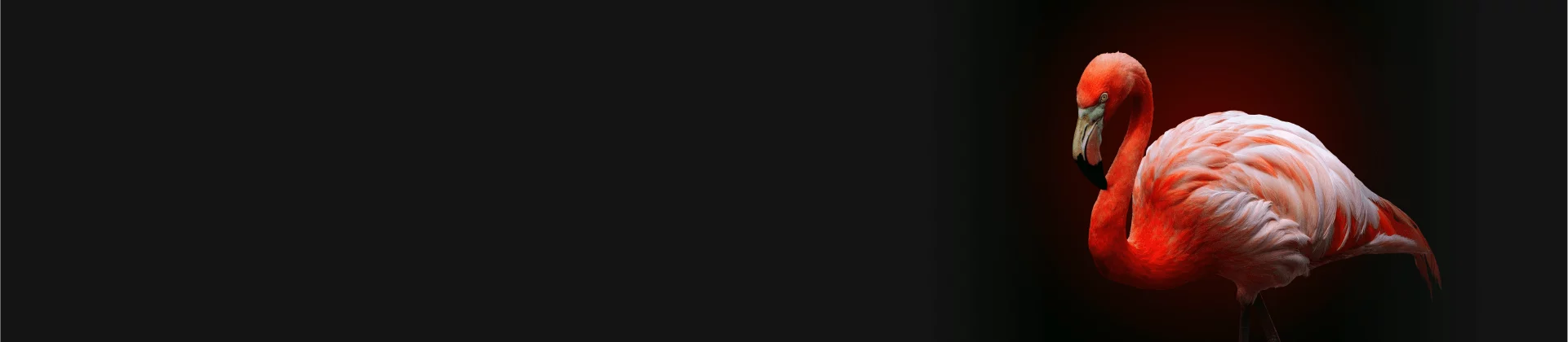 Pink flamingo on dark background symbolizing balance in multi-vendor environments