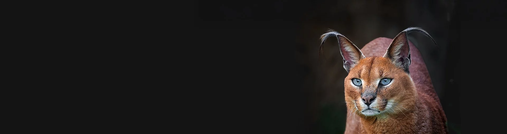 Caracal with alert gaze against dark background, symbolizing speed and precision in AI test automation