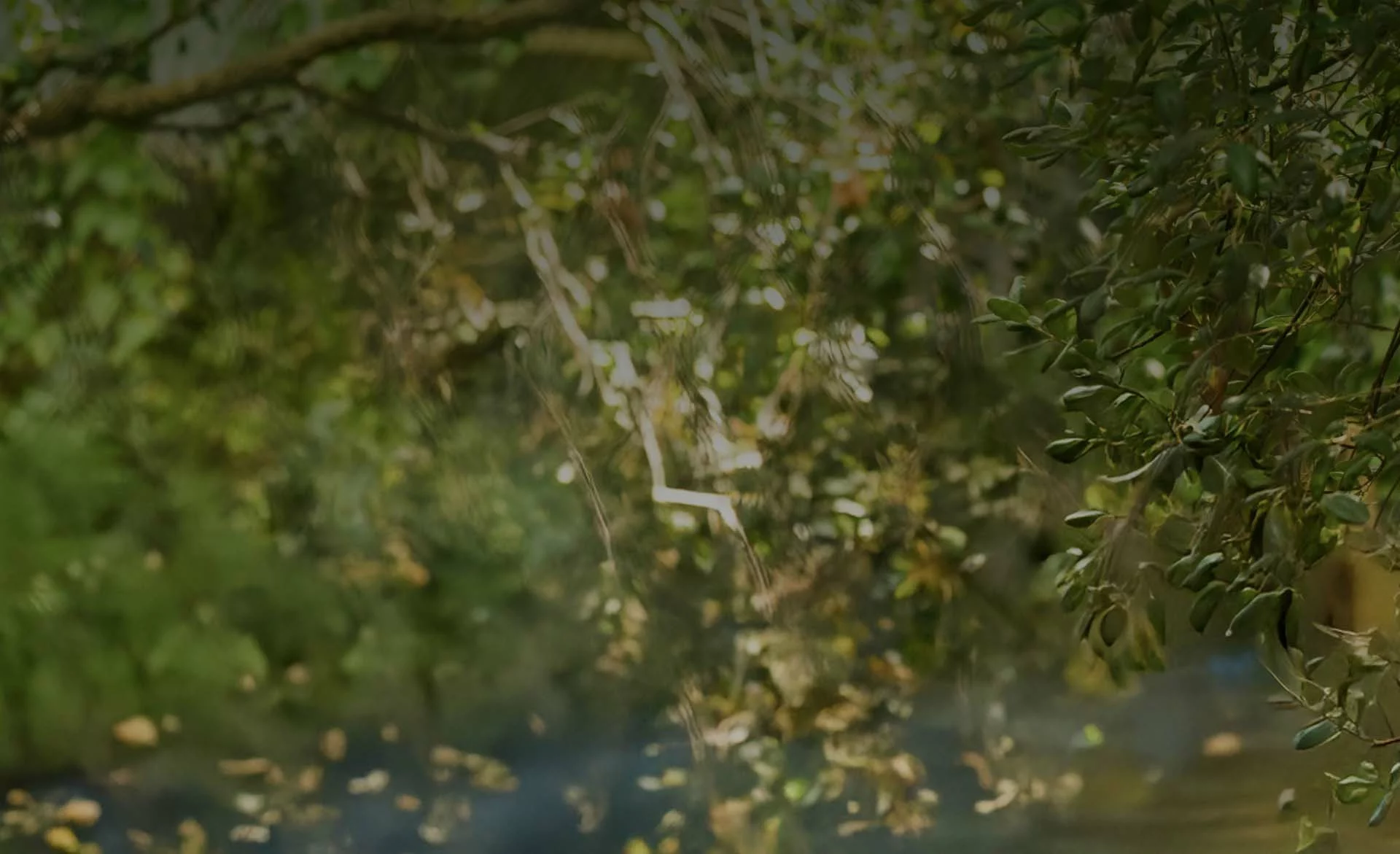 Blurred reflection of leafy trees over water, suggesting unclear visibility in long triage processes