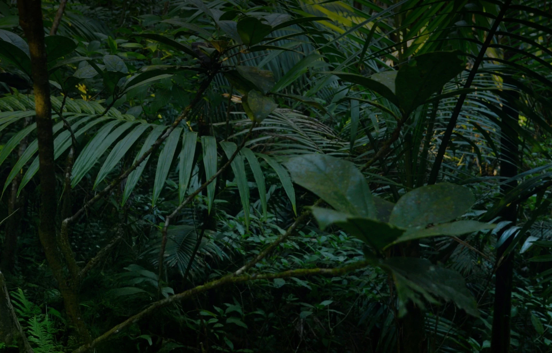Dense tropical forest foliage symbolizing complex environments and secure data protection