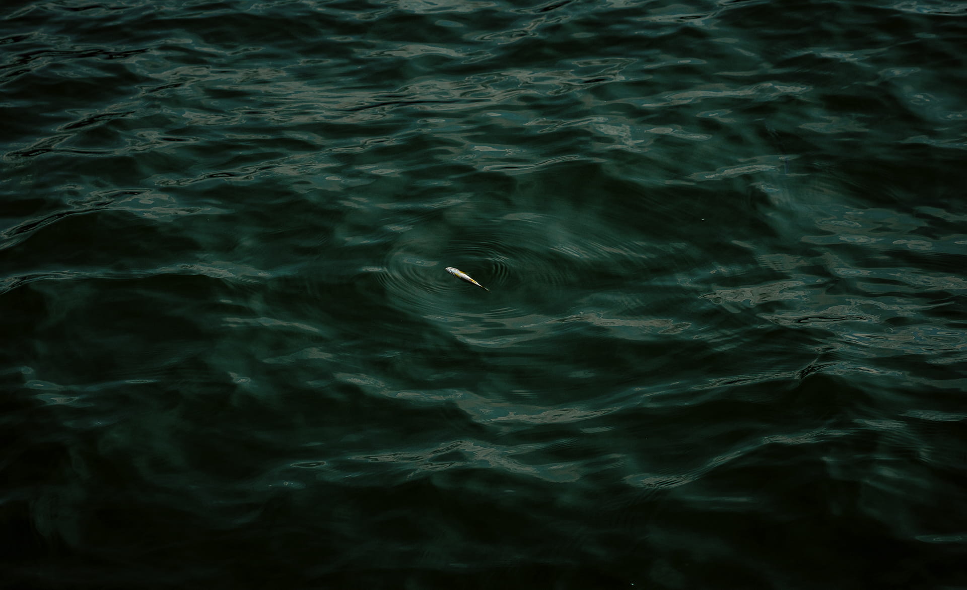 Single small fish creating ripples in dark water, symbolizing limited QA resources