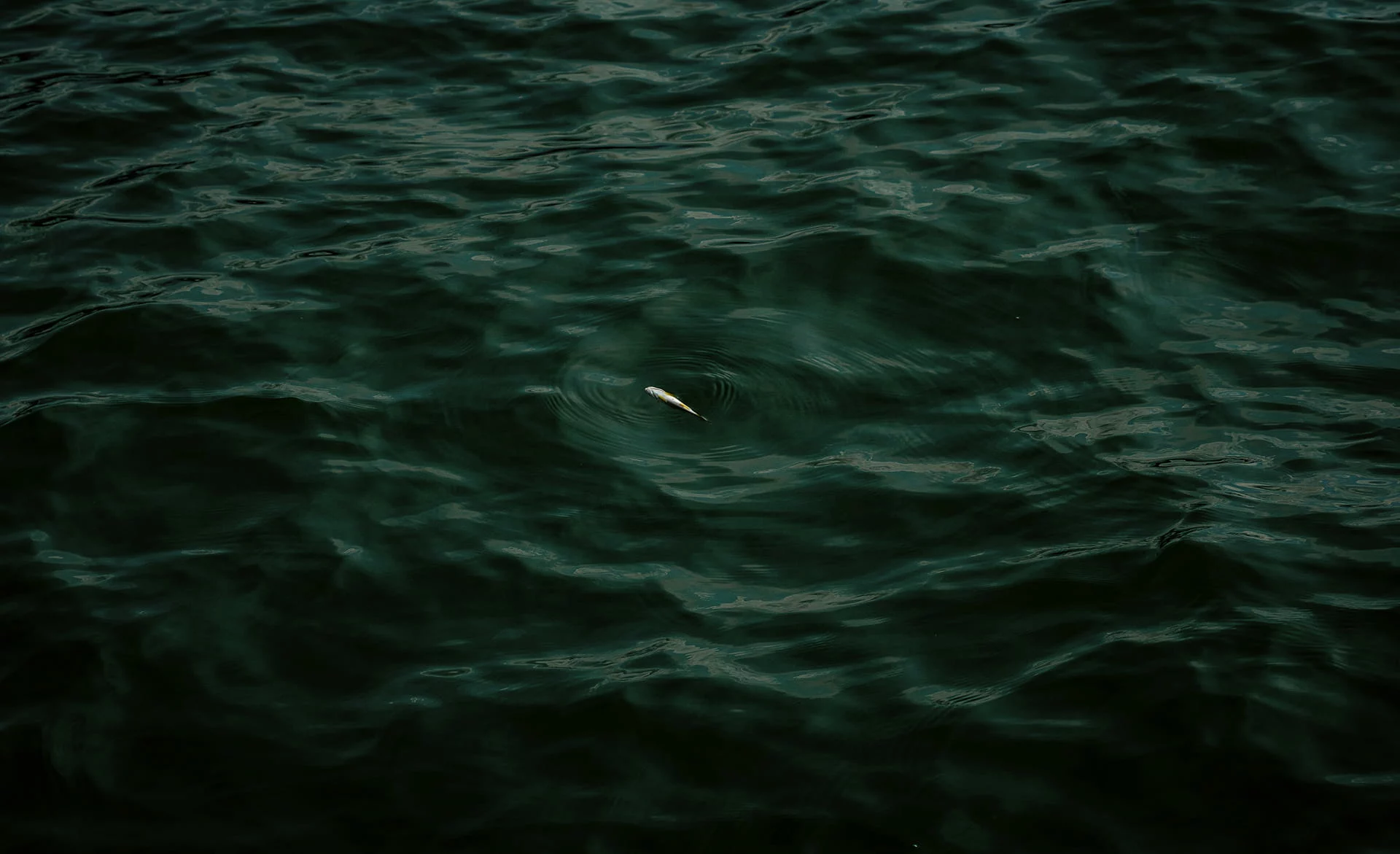 Single small fish creating ripples in dark water, symbolizing limited QA resources