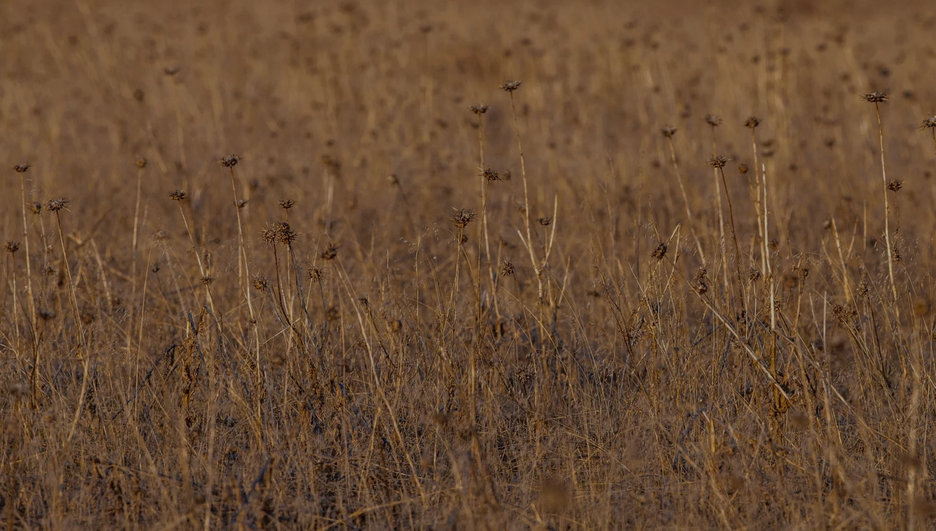 Dry field with sparse seed heads symbolizing ongoing maintenance across changing conditions